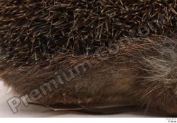  Hedgehog - Erinaceus europaeus # 3 